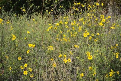 Bidens polylepis, photographed by E. Millman