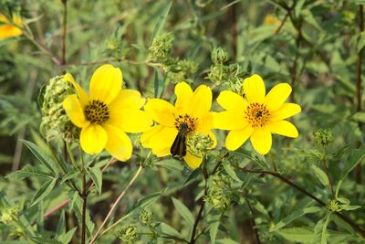 Bidens polylepis, photographed by E. Millman