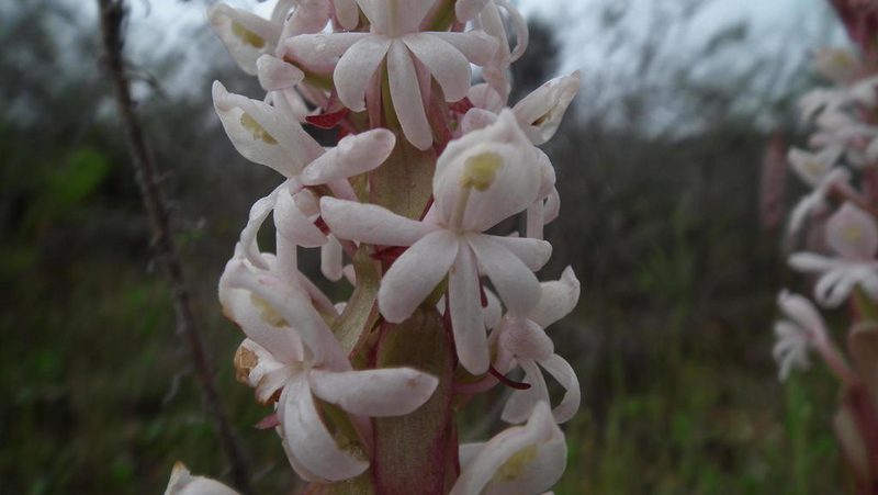 Satyrium pallens, photographed by Shaun Swanepoel