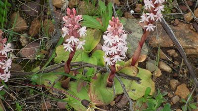 Satyrium pallens, photographed by Shaun Swanepoel