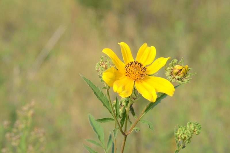 Bidens polylepis, photographed by E. Millman