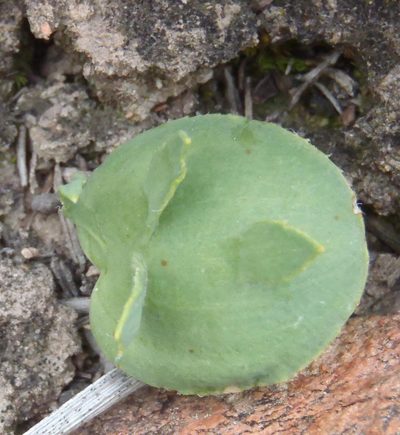 Eriospermum alcicorne, photographed by Nicola van Berkel