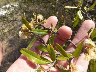 Brachylaena ilicifolia, photographed by Andrew Hankey