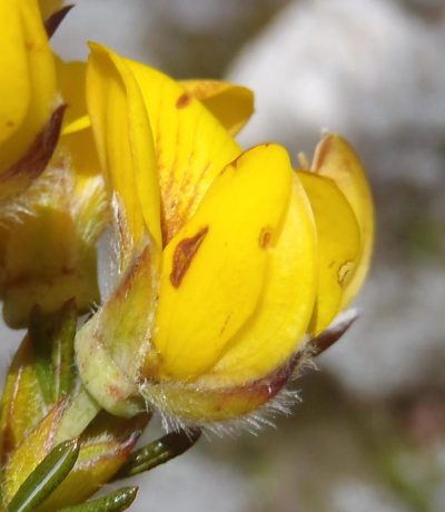 Cyclopia bolusii, photographed by Nicola van Berkel