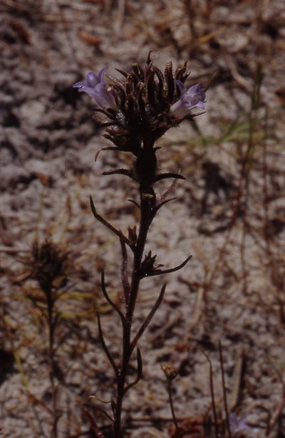 Microcodon glomeratus, photographed by Caroline Voget