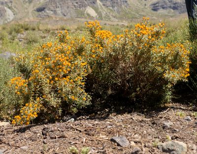 Chuquiraga oppositifolia, photographed by Nicolás Villaseca Merino