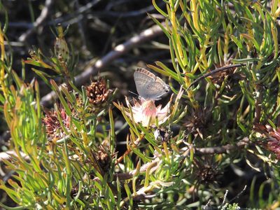Protea odorata, photographed by Jacques van der Merwe
