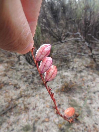 Tritoniopsis elongata, photographed by Jacques van der Merwe