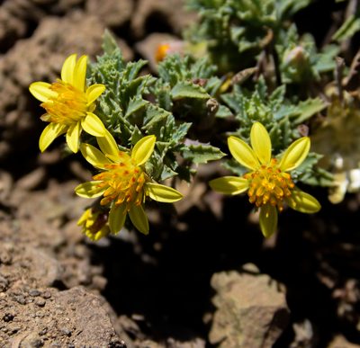 Chaetanthera flabellata, photographed by Nicolás Villaseca Merino