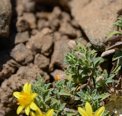 Chaetanthera flabellata, photographed by Nicolás Villaseca Merino