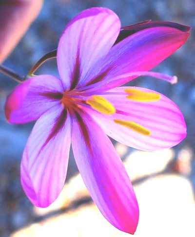 Geissorhiza elsiae, photographed by Di Turner