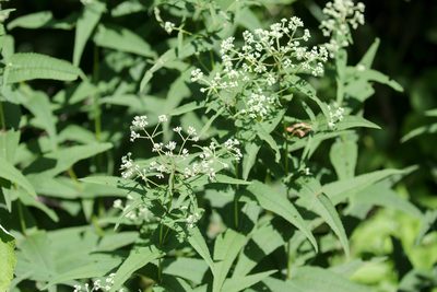 Eupatorium sessilifolium, photographed by Tom Field