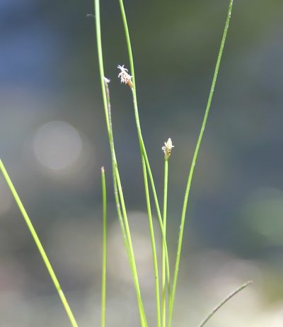 Eleocharis montevidensis, photographed by Millie Basden