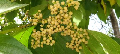 Cordia sulcata, photographed by ritirene