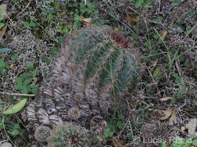 Parodia linkii, photographed by Lucas Rubio
