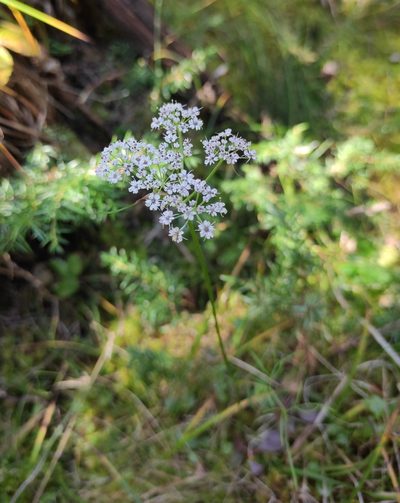 Ostericum tenuifolium, photographed by Юлия