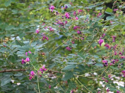 Lespedeza bicolor, photographed by mami_t_t