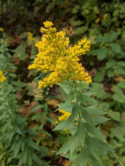 Solidago elongata, photographed by David Anderson