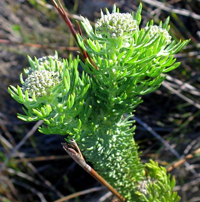 Hymenolepis incisa, photographed by Di Turner