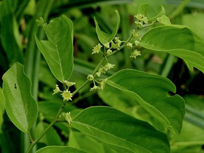 Ventilago leiocarpa, photographed by Jacy Chen