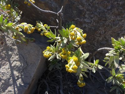 Dubautia menziesii, photographed by Rehabilitated Zoologist