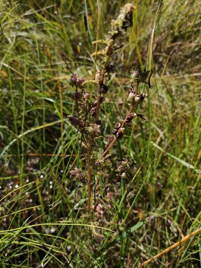 Pedicularis karoi, photographed by Юлия