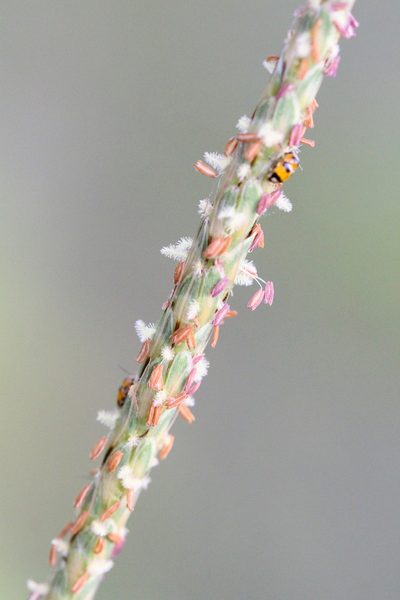 Ischaemum barbatum, photographed by Agnes Trekker