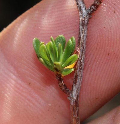 Cliffortia polita, photographed by Brian du Preez
