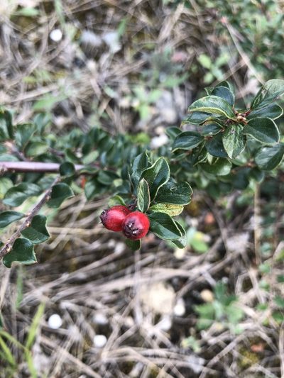 Cotoneaster ascendens, photographed by Felix Seebauer
