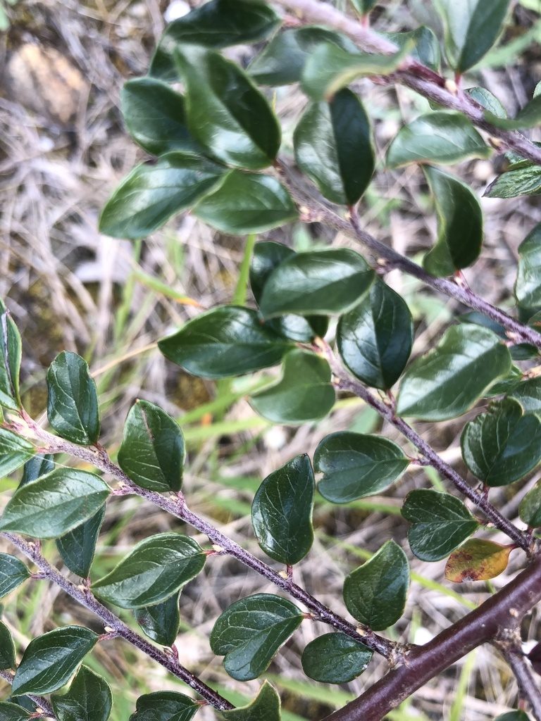 Cotoneaster ascendens, photographed by Felix Seebauer