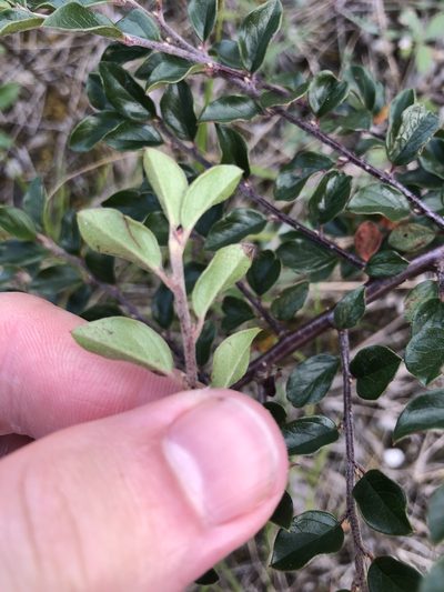 Cotoneaster ascendens, photographed by Felix Seebauer