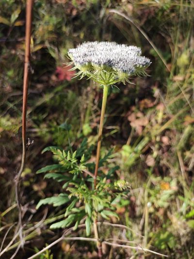 Seseli condensatum, photographed by Юлия