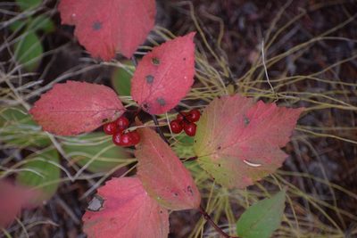 Viburnum edule, photographed by Syd Cannings