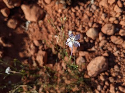 Ipomopsis longiflora, photographed by Alexandre Passos