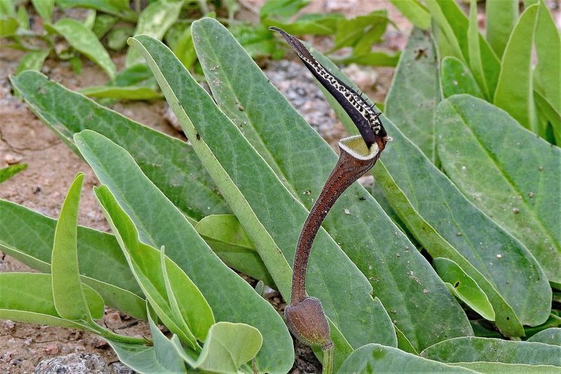 Aristolochia lingua, photographed by Hugo Hulsberg