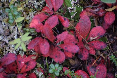 Arctous rubra, photographed by Syd Cannings