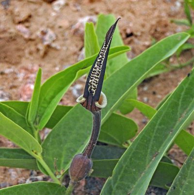 Aristolochia lingua, photographed by Hugo Hulsberg