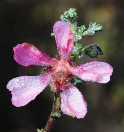 Anisodontea setosa, photographed by Tony Rebelo