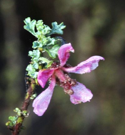 Anisodontea setosa, photographed by Tony Rebelo