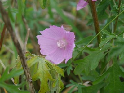 Malva alcea, photographed by Johan Kjær Prehn