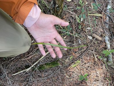 Oryzopsis asperifolia, photographed by Brandon Corder