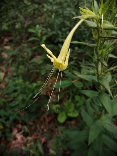 Lithospermum exsertum, photographed by Eugenio Padilla