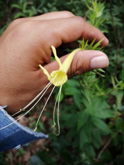 Lithospermum exsertum, photographed by Eugenio Padilla