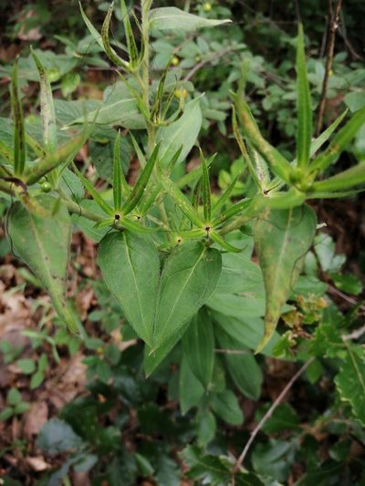 Lithospermum exsertum, photographed by Eugenio Padilla