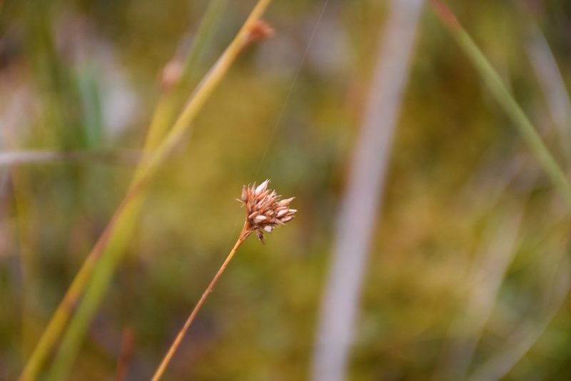 Rhynchospora alba, photographed by Игорь Васильев