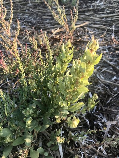 Atriplex cristata, photographed by Chase Mathey