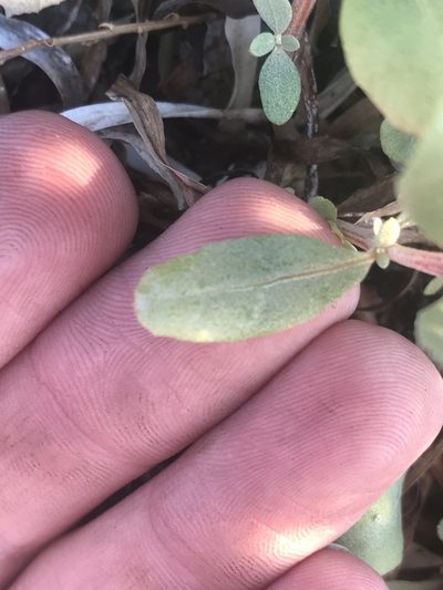 Atriplex cristata, photographed by Chase Mathey