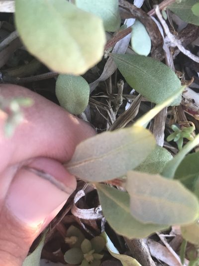Atriplex cristata, photographed by Chase Mathey