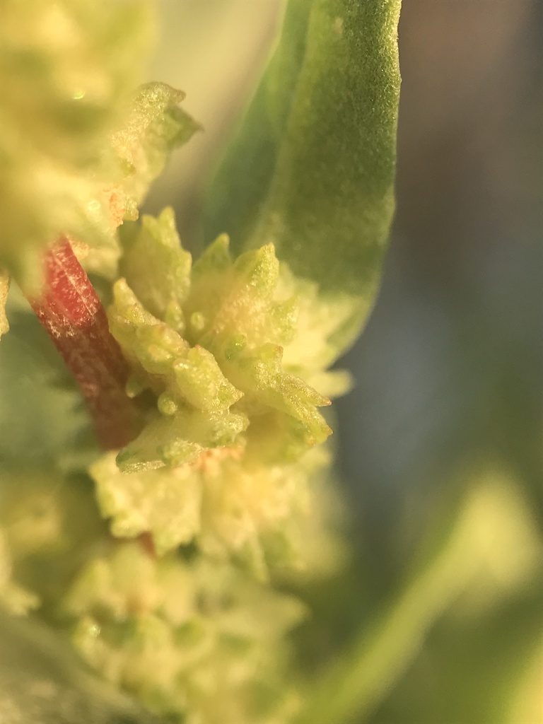 Atriplex cristata, photographed by Chase Mathey