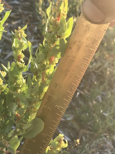 Atriplex cristata, photographed by Chase Mathey